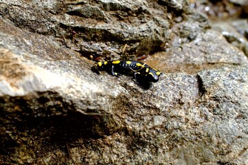 Salamandra