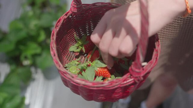 Close up red basket with strawberry on background of farm. Frash strawberry have just picked up from garden bed.