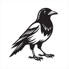 Vector magpie silhouette black and white