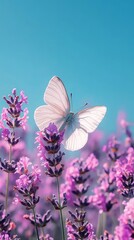 Naklejka premium White Butterfly Resting on Vibrant Purple Lavender Blossoms Under a Clear Blue Sky, Capturing Nature's Tranquility and Beauty