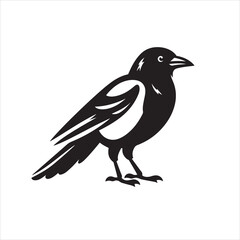 Vector magpie silhouette black and white