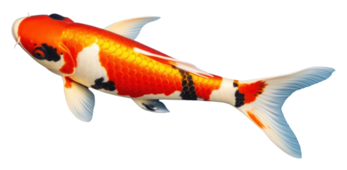 PNG Koi fish animal pomacentridae underwater.
