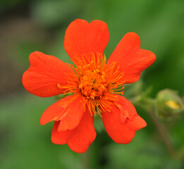 Geum quellyon is blooming in the garden