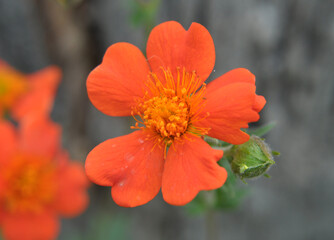 Geum quellyon is blooming in the garden