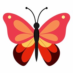 butterfly on white background