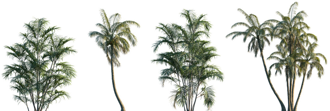 Set of Chamaedorea radicalis and Cocos nucifera frontal isolated png on a transparent background perfectly cutout