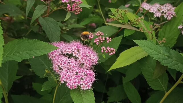 A bumblebees collect pollen from a blooming beautiful vibrant pink japanese spirea (spiraea japonica) flowers in a garden