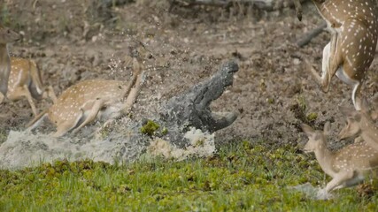 Successful crocodile attack for prey