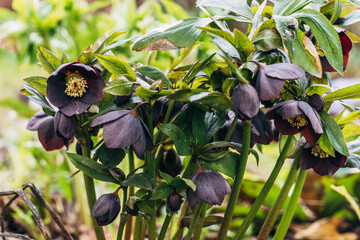 helleborus orientalis in purple macro