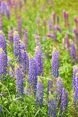 Wild Lupines in Full Bloom
