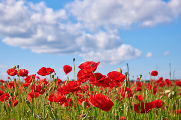Red Poppies Under Cloudy Blue Sky