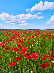 Vibrant Red Poppies in Bloom