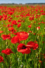 Red Poppies Under Cloudy Blue Sky
