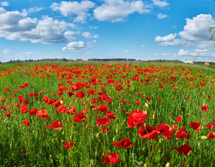 Red Poppies Under Cloudy Blue Sky