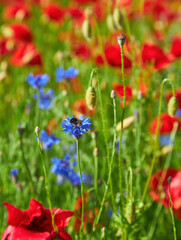 Blue Cornflowers and Red Poppies