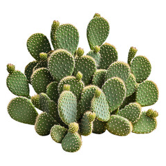 Cluster of prickly pear cacti (Opuntia) with green, flat, spiky pads, isolated on a transparent background