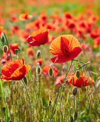 Obraz premium Sunlit Field of Red Poppies