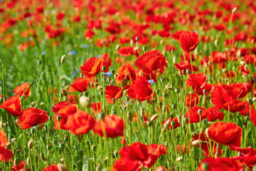 Field of Red Poppies