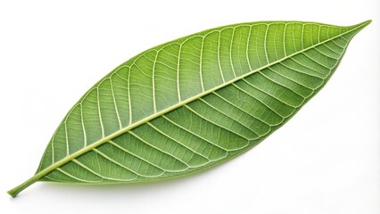 Obraz premium Single Green Leaf Detailed Macro Photography, Nature's Texture, White Background, Botany, Leaf Veins Leaf Photography, Nature's Art
