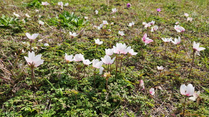 In the Mediterranean winter, the Anemone coronaria blooms with the exuberance of spring, heralding...