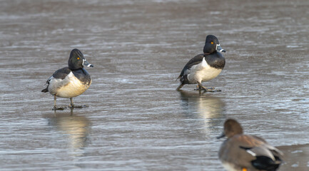 Pair of ring-necked ducks walking on a frozen lake in winter.