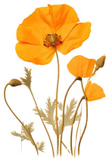 PNG  Real Pressed a california poppy flower plant petal.