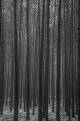 Forrest in Poland. Bolim&oacute;w.