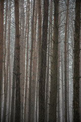 Obraz premium Forrest in Poland. Bolimów.