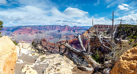 Landscape of the grand canyon from mather point viewpoint with a dead tree in the grand canyon...