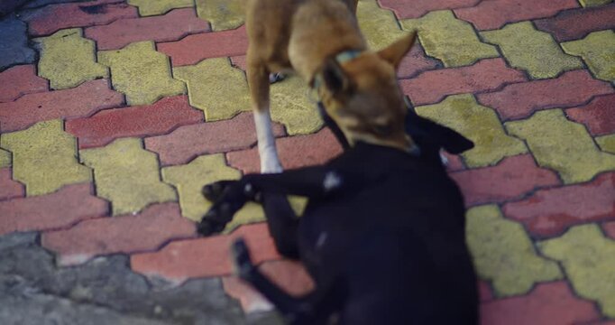 The Journey of a Street Dog