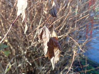 dry brown branches of a bushes