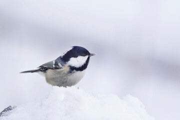 Naklejka premium A small coal tit sits ijn the snow. Winter scene with a cute coal tit. Periparus ater. 