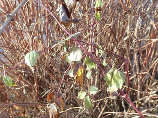 dry brown branches of a bushes