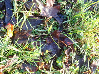 fallen leaves in a green grass