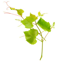 Grapevine with bright green leaves isolated on white.