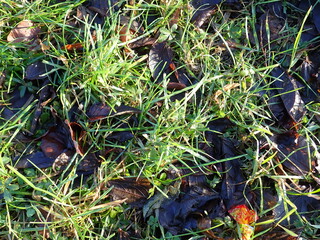 fallen leaves in a green grass