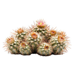 A cluster of round barrel cacti with sharp spines and pink flowers blooming on top, isolated on a transparent background.