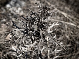 dry brown branches of a bushes