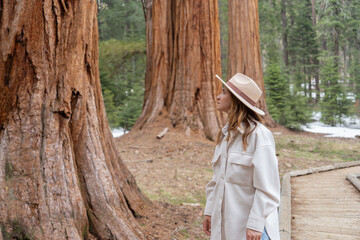 Obraz premium woman walking among giant trees in the forest in Sequoia National Park, USA. 