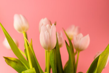 Pink tulips. International Women's Day. Congratulations with flowers
