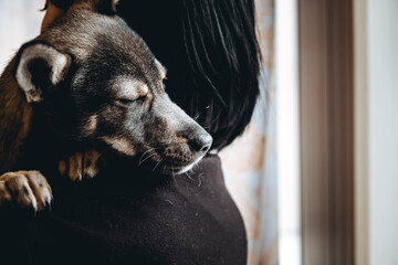 Sad dog is in a volunteer helping hands. An adoption of rescue animal. A lonely lost doggy hugs a...