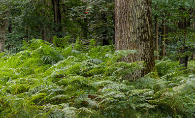 Pteridium aquilinum called bracken, brake, pasture brake in the natural environment