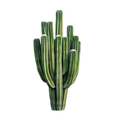 A cluster of tall, slender columnar cacti with vibrant green color and ribbed surfaces, isolated on a transparent background.