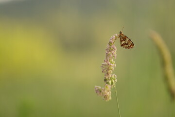 una farfalla melitaea athalia su un fiore