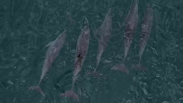 Aerial view of small group of dolphins in water of Indian Ocean. Cloudy weather. Sumba island. Indonesia. View from above