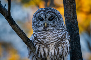 Close up of barred owl with autumn foliage in background