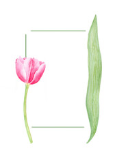 Tulip flower watercolor vertical card isolated on white. Hand painted delicate pink flower, eco design. High quality clip art perfect for mother's day, women's day cards, posters, banners, decor