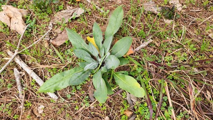 Blue hound's-tongue (Cynoglossum creticum), at the end of winter in the Mediterranean landscape, is readying its green leaves to add beauty to spring.