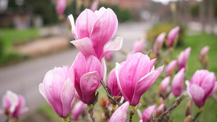 A bunch of pink magnolia flowers are blooming on a tree.