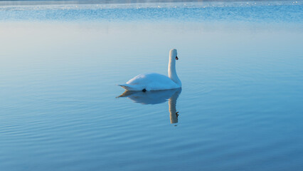A serene scene of a swan gliding on a tranquil lake at sunset in early spring, with a beautiful backdrop perfect for adding your own text or message.